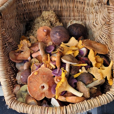 Blick in den bunten herbstlichen Pilzkorb; Foto © Verena 19.10.23 Blick in den bunten herbstlichen Pilzkorb; Foto © Verena 19.10.23