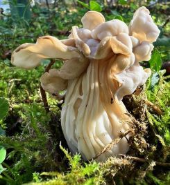 Herbstlorchelmonstrum; Foto Heiko 25.10.24 Herbstlorchelmonstrum; Foto Heiko 25.10.24