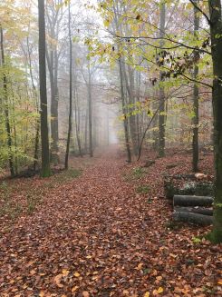Herbststimmung im Laubwald 1; Foto Jürgen 11.11.24