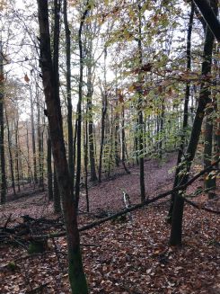 Herbststimmung im Laubwald 2; Foto Jürgen 11.11.24