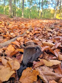 Herbsttrompete in typische, Habitat; Foto Verena 20.10.25