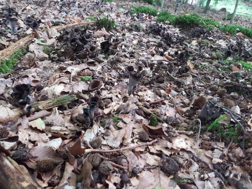 Ein Gewimmel von Herbsttrompeten; Foto © Agnes 29.8.23 Ein Gewimmel von Herbsttrompeten; Foto © Agnes 29.8.23