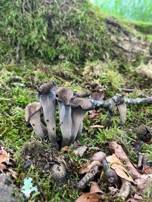 Totentrompeten; Foto Armin 4.7.24 Totentrompeten; Foto Armin 4.7.24