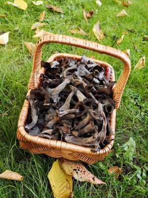 Herbsttompetenkorb Babs 20.10.22 Herbsttompetenkorb Babs 20.10.22