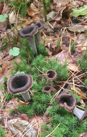 Totentrompeten im Laub; Foto Beate 10.10.25