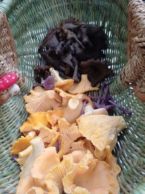 Pfifferlinge u. Totentrompeten (Herbsttrompeten im Korb; Foto Heidrun 19.9.25