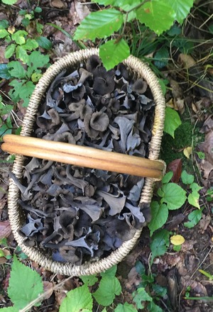 Korb Herbsttrompeten Tatjana 9.10.22 Korb Herbsttrompeten Tatjana 9.10.22