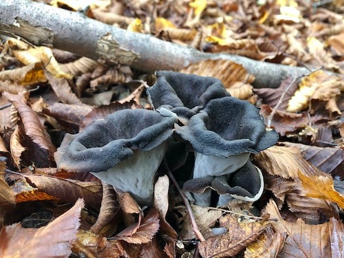 Herbsttrompeten Thomas 1.11.22 Herbsttrompeten Thomas 1.11.22