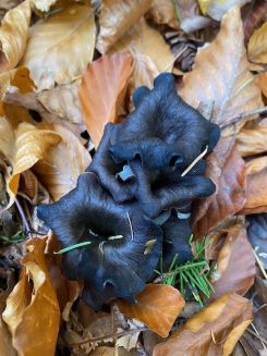 Herbssttrompeten;  Foto Tobias 1.11.25