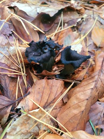 Herbsttrompeten; Foto Verena 5.10.25