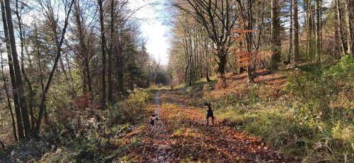 Im Reich der Herbsttrompeten mit angeleinten Hunden; Foto Beatrice 21.11.25