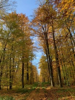 Herbstwald bei Ellrich; Foto Ingeborg 7.11.23