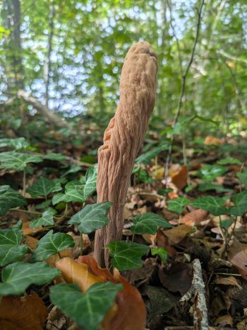 Herkules-Riesenkeule; Foto Eva 8.10.24