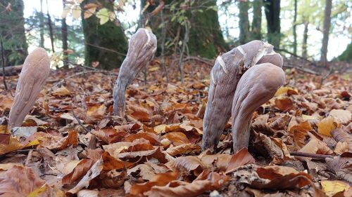 Herkuleslriesenkeulen; Foto Matthias 19.10.25