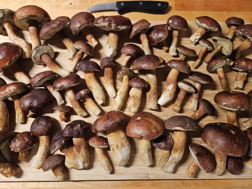 Herrliche Maronen; Foto Frank 26.10.25