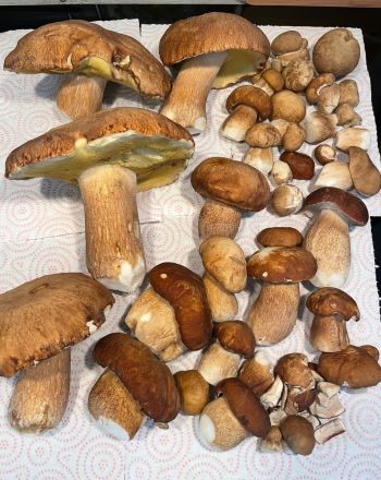 Ein toller Fund von Sommersteinpilzen; Foto Alina 31.7.25 Ein toller Fund von Sommersteinpilzen; Foto Alina 31.7.25