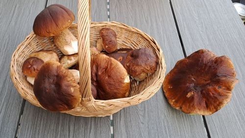 Herrliche Steinpilze; Foto Helga 5.10.25 Herrliche Steinpilze; Foto Helga 5.10.25