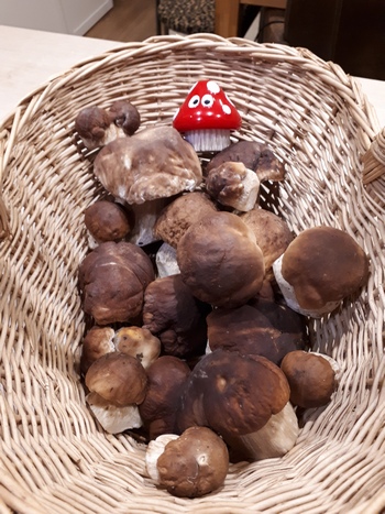 Herrliche Steinpilze; Foto © Helga 1.11.23