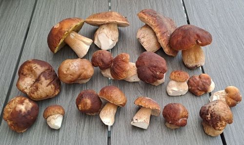 Herrliche Steinpilze; Foto Helga 24.10.25 Herrliche Steinpilze; Foto Helga 24.10.25