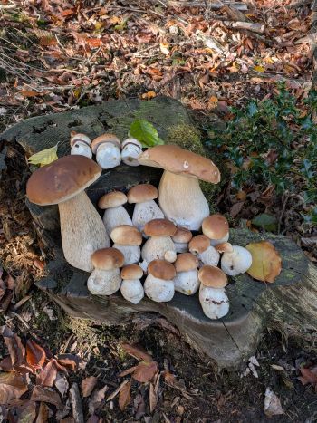 Herrliche Steinpize auf Buchenstumpf; Foto Matthias 19.10.25 Herrliche Steinpize auf Buchenstumpf; Foto Matthias 19.10.25