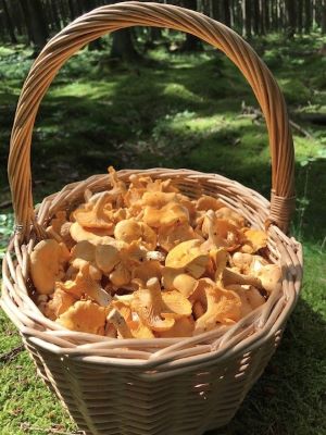 Herrlicher Pfifferlingskorb; Foto Jürgen 14.7.24 Herrlicher Pfifferlingskorb; Foto Jürgen 14.7.24