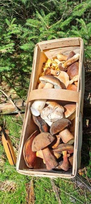 Spankorb voller Pilze; Foto Dirk 11.8.25