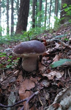Herrlicher Steinpilz; Foto Martin 18.9.26
