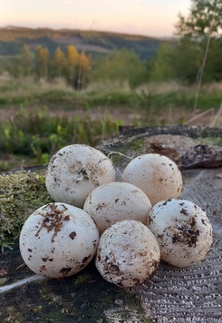 Hexeneier; Foto Michael S. 21.9.23 Hexeneier; Foto Michael S. 21.9.23