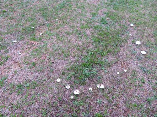 Nicht ganz geschlossener Hexenring von Wiesenchampignons; Foto Michael 19.10.26 Nicht ganz geschlossener Hexenring von Wiesenchampignons; Foto Michael 19.10.26