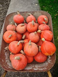 Hokkaidokürbisse; Foto Martin 12.10.25