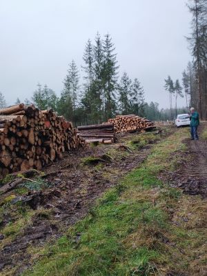 Holzstöße in sterbendem Wald; Foto Monika 9.12.24 Holzstöße in sterbendem Wald; Foto Monika 9.12.24