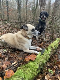 Bolek (hinten) und Vlore (vorn) bewachen Samtfußrüblinge; Foto Andreas 25.12.23