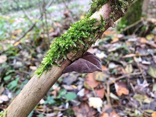 Judasohren Thomas 9.12.22 Judasohren Thomas 9.12.22