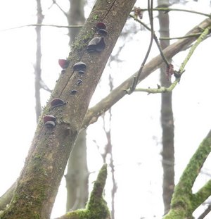 Judasohren; Foto Michael 24.2.24