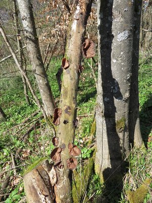 Judasohren Baum Michael 5.4.23 Judasohren Baum Michael 5.4.23