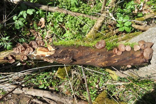 Judasohren Stamm Michael 6.4.23 Judasohren Stamm Michael 6.4.23