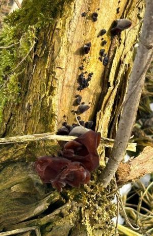 Ausgewachsene und kleine Judasohren Foto Sonny 1.2.26 Ausgewachsene und kleine Judasohren Foto Sonny 1.2.26