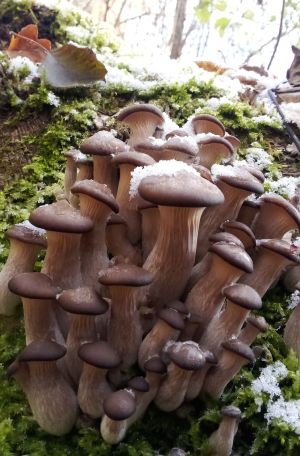  Junge Austernpilze; Foto Oliver 23.11.25