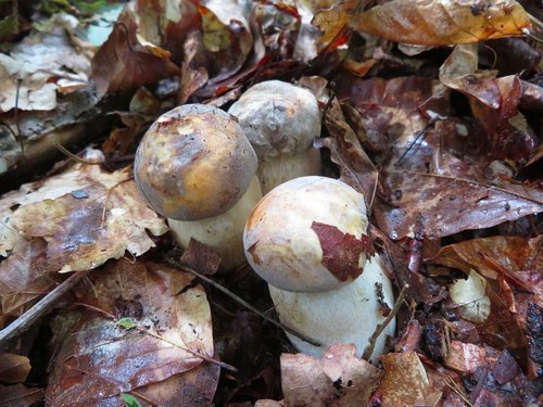 Junge Weiße Bronzeröhrlinge; Foto Michael 12.8.23 Junge Weiße Bronzeröhrlinge; Foto Michael 12.8.23