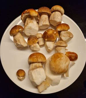 Schöne junge gesäuberte Steinpilze; Foto Matthias 26.9.25 Schöne junge gesäuberte Steinpilze; Foto Matthias 26.9.25
