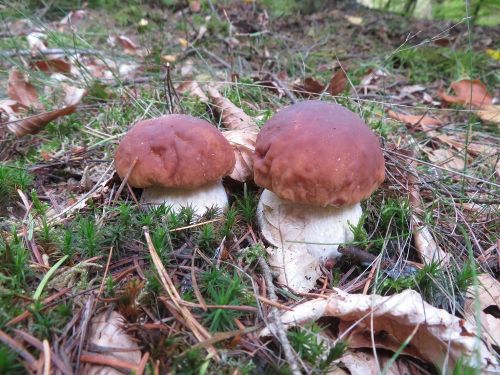 Zwei schöne junge Steinpilze; Foto Michael 12.10.25 Zwei schöne junge Steinpilze; Foto Michael 12.10.25