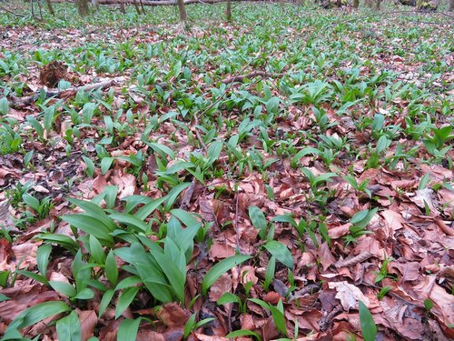 Junger Bärlauch; Foto Michael 24.2.24