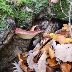 Junger Leberreischling; Foto Antonio 1.11.25 Junger Leberreischling; Foto Antonio 1.11.25