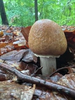 Junger Reifpilz; Foto Heiko 25.9.25