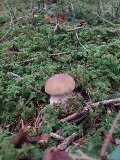 Junger Steinpilz; Foto Martin 18.9.26