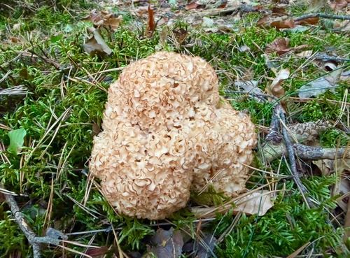 Zweite schöne große Krause Glucke; Foto Stefan 30.8.26 Zweite schöne große Krause Glucke; Foto Stefan 30.8.26