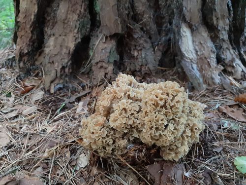 Krause Glucke; Foto Benedikt 16.10.25