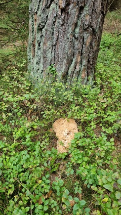 Krause Glucke im Heidekraut; Foto Jörn 8.10.23 Krause Glucke im Heidekraut; Foto Jörn 8.10.23