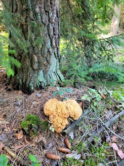 Krause Glucke an einer Kiefer; Foto Verena 16.9.23