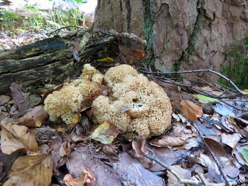 Krause Glucke; Foto Michael 15.9.23 Krause Glucke; Foto Michael 15.9.23